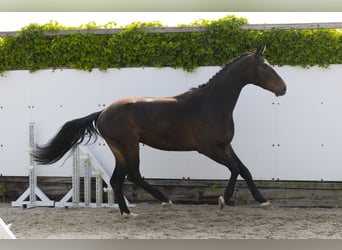 Holsteiner, Wallach, 3 Jahre, 164 cm, Schwarzbrauner