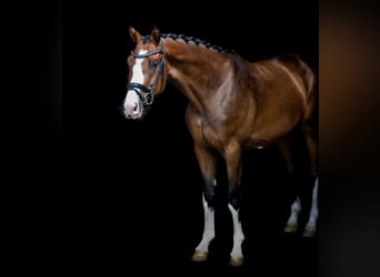 Holsteiner, Wallach, 3 Jahre, 164 cm