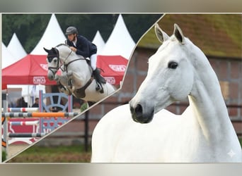 Holsteiner, Wallach, 3 Jahre, 165 cm, Brauner