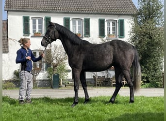 Holsteiner, Wallach, 3 Jahre, 165 cm, Schimmel