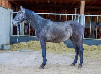 Holsteiner, Wallach, 3 Jahre, 165 cm, Schimmel