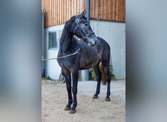 Holsteiner, Wallach, 3 Jahre, 165 cm, Schimmel