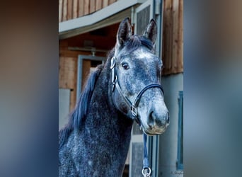 Holsteiner, Wallach, 3 Jahre, 165 cm, Schimmel