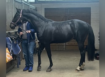 Holsteiner, Wallach, 3 Jahre, 166 cm, Schwarzbrauner