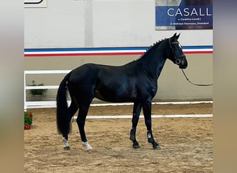 Holsteiner, Wallach, 3 Jahre, 166 cm, Schwarzbrauner