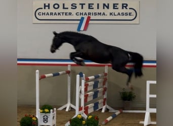 Holsteiner, Wallach, 3 Jahre, 166 cm, Schwarzbrauner