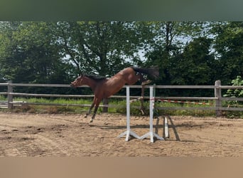 Holsteiner, Wallach, 3 Jahre, 167 cm, Brauner