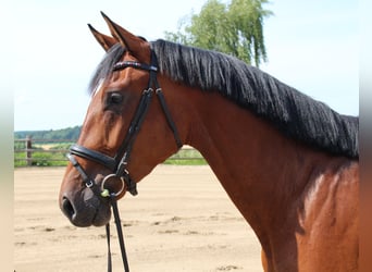 Holsteiner, Wallach, 3 Jahre, 167 cm, Brauner