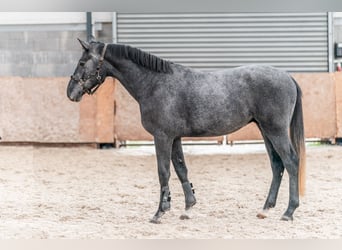 Holsteiner, Wallach, 3 Jahre, 167 cm, Schimmel