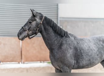 Holsteiner, Wallach, 3 Jahre, 167 cm, Schimmel