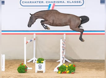 Holsteiner, Wallach, 3 Jahre, 167 cm, Schwarzbrauner