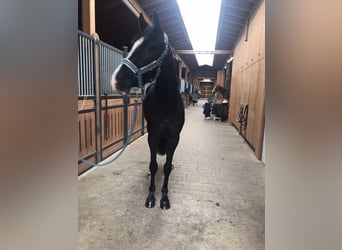 Holsteiner, Wallach, 3 Jahre, 168 cm, Rappe