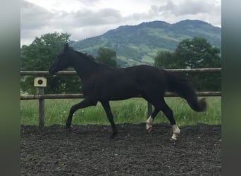 Holsteiner, Wallach, 3 Jahre, 168 cm, Rappe