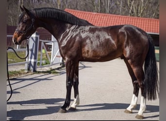 Holsteiner, Wallach, 3 Jahre, 170 cm, Brauner