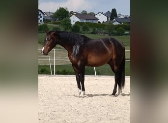 Holsteiner, Wallach, 3 Jahre, 170 cm, Dunkelbrauner