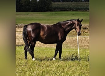 Holsteiner, Wallach, 3 Jahre, 170 cm, Dunkelbrauner