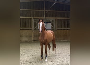 Holsteiner, Wallach, 3 Jahre, 170 cm, Fuchs