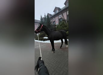 Holsteiner, Wallach, 3 Jahre, 170 cm, Rappe