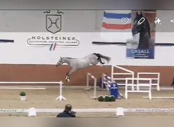 Holsteiner, Wallach, 3 Jahre, 170 cm, Schimmel