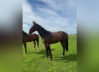 Holsteiner, Wallach, 3 Jahre, 170 cm