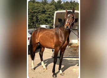 Holsteiner, Wallach, 3 Jahre, 173 cm, Brauner
