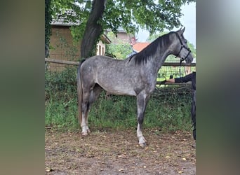Holsteiner, Wallach, 3 Jahre, 173 cm, Schimmel