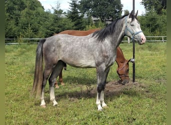 Holsteiner, Wallach, 3 Jahre, 173 cm, Schimmel