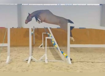 Holsteiner, Wallach, 3 Jahre, 174 cm, Rotbrauner