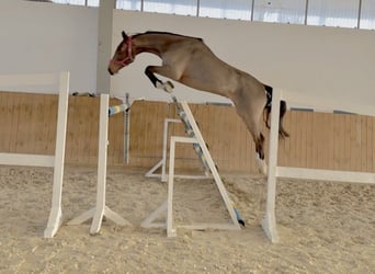 Holsteiner, Wallach, 3 Jahre, 174 cm, Rotbrauner
