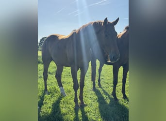 Holsteiner, Wallach, 3 Jahre, 175 cm, Fuchs