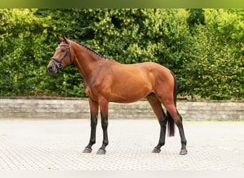 Holsteiner, Wallach, 3 Jahre, Brauner