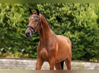 Holsteiner, Wallach, 3 Jahre, Brauner