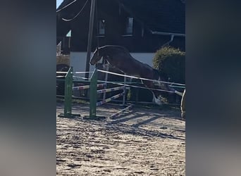 Holsteiner, Wallach, 3 Jahre, Brauner