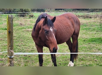 Holsteiner, Wallach, 3 Jahre, Brauner