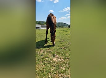 Holsteiner, Wallach, 3 Jahre, Brauner