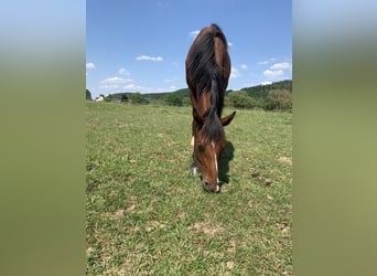 Holsteiner, Wallach, 3 Jahre, Brauner
