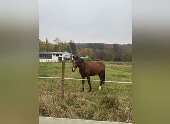 Holsteiner, Wallach, 3 Jahre, Brauner