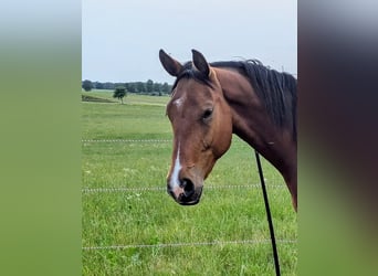 Holsteiner, Wallach, 3 Jahre, Brauner