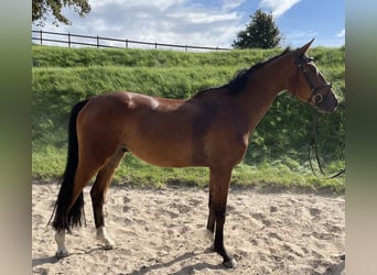 Holsteiner, Wallach, 3 Jahre