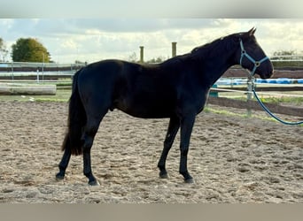 Holsteiner, Wallach, 3 Jahre, Rappe