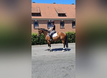 Holsteiner, Wallach, 4 Jahre, 158 cm, Brauner