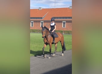 Holsteiner, Wallach, 4 Jahre, 158 cm, Brauner
