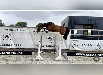 Holsteiner, Wallach, 4 Jahre, 158 cm, Brauner