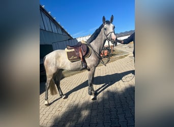 Holsteiner, Wallach, 4 Jahre, 160 cm, Apfelschimmel
