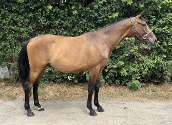 Holsteiner, Wallach, 4 Jahre, 161 cm, Brauner