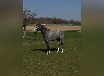 Holsteiner, Wallach, 4 Jahre, 161 cm, Schimmel