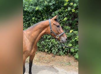 Holsteiner, Wallach, 4 Jahre, 162 cm, Brauner