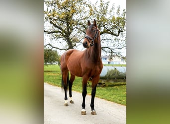 Holsteiner, Wallach, 4 Jahre, 163 cm, Brauner