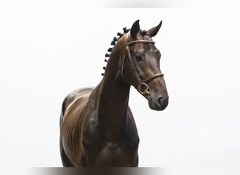 Holsteiner, Wallach, 4 Jahre, 163 cm, Brauner