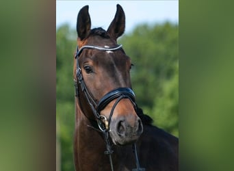 Holsteiner, Wallach, 4 Jahre, 163 cm, Dunkelbrauner